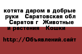 котята даром в добрые  руки - Саратовская обл., Саратов г. Животные и растения » Кошки   